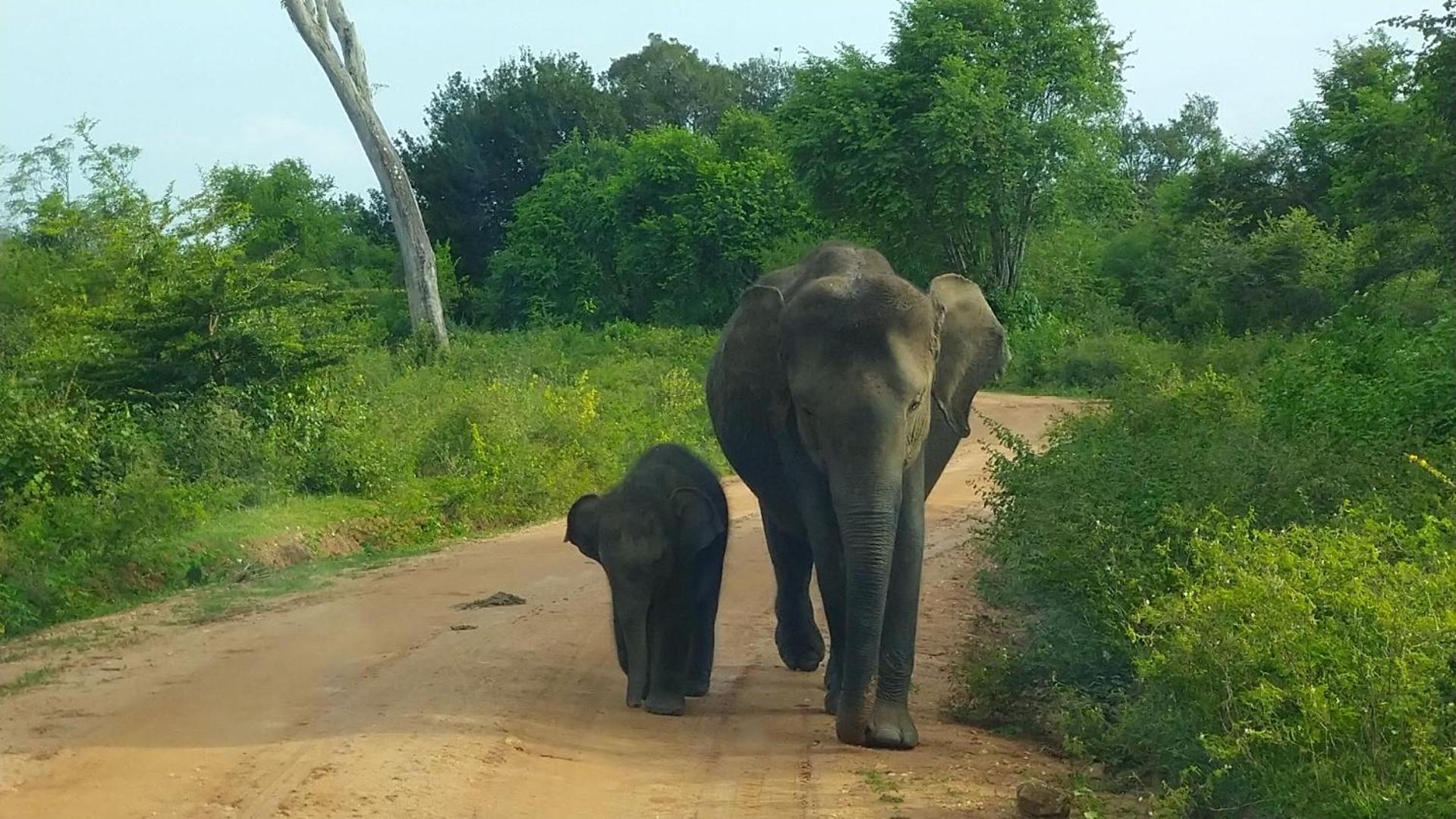 Udawalawa Safari Resort 达瓦拉维 外观 照片