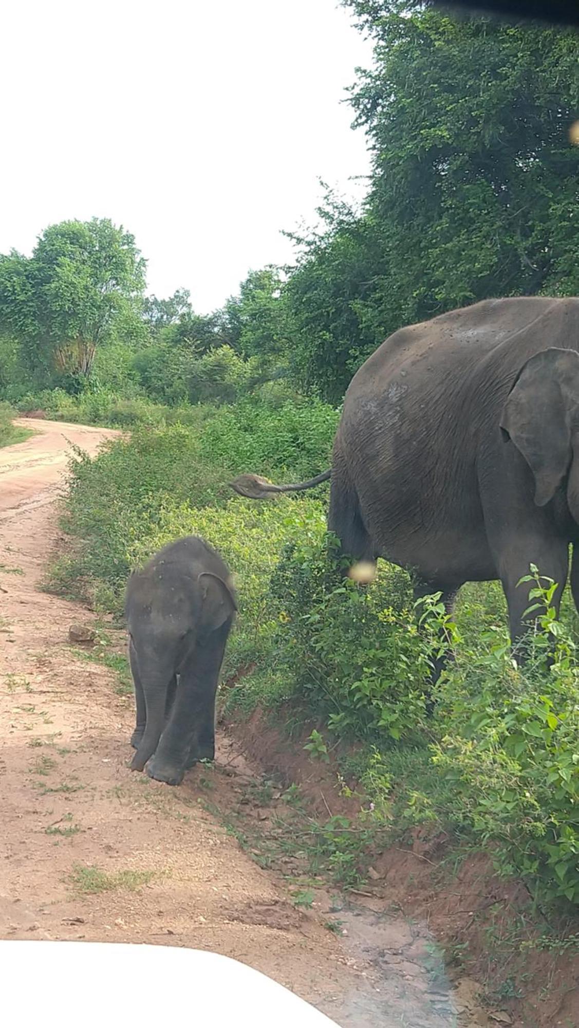 Udawalawa Safari Resort 达瓦拉维 外观 照片
