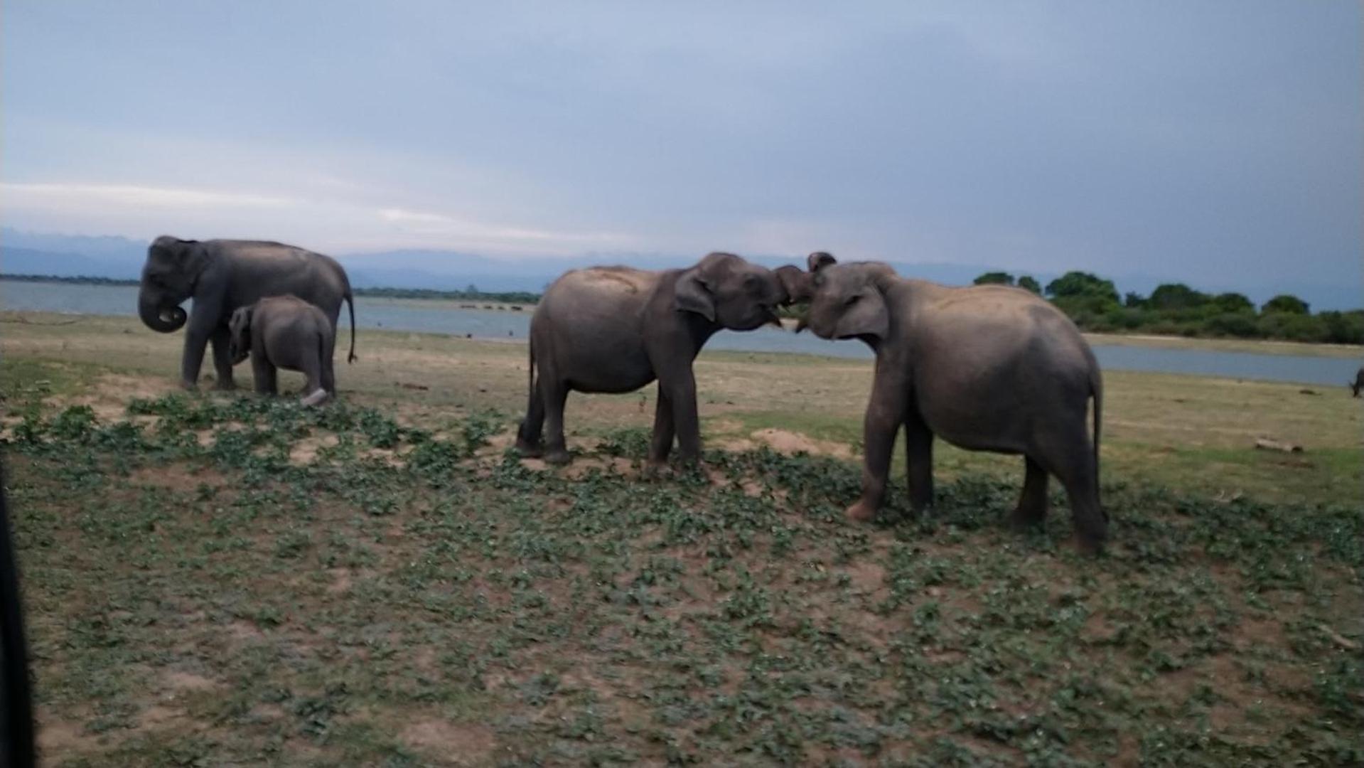 Udawalawa Safari Resort 达瓦拉维 外观 照片