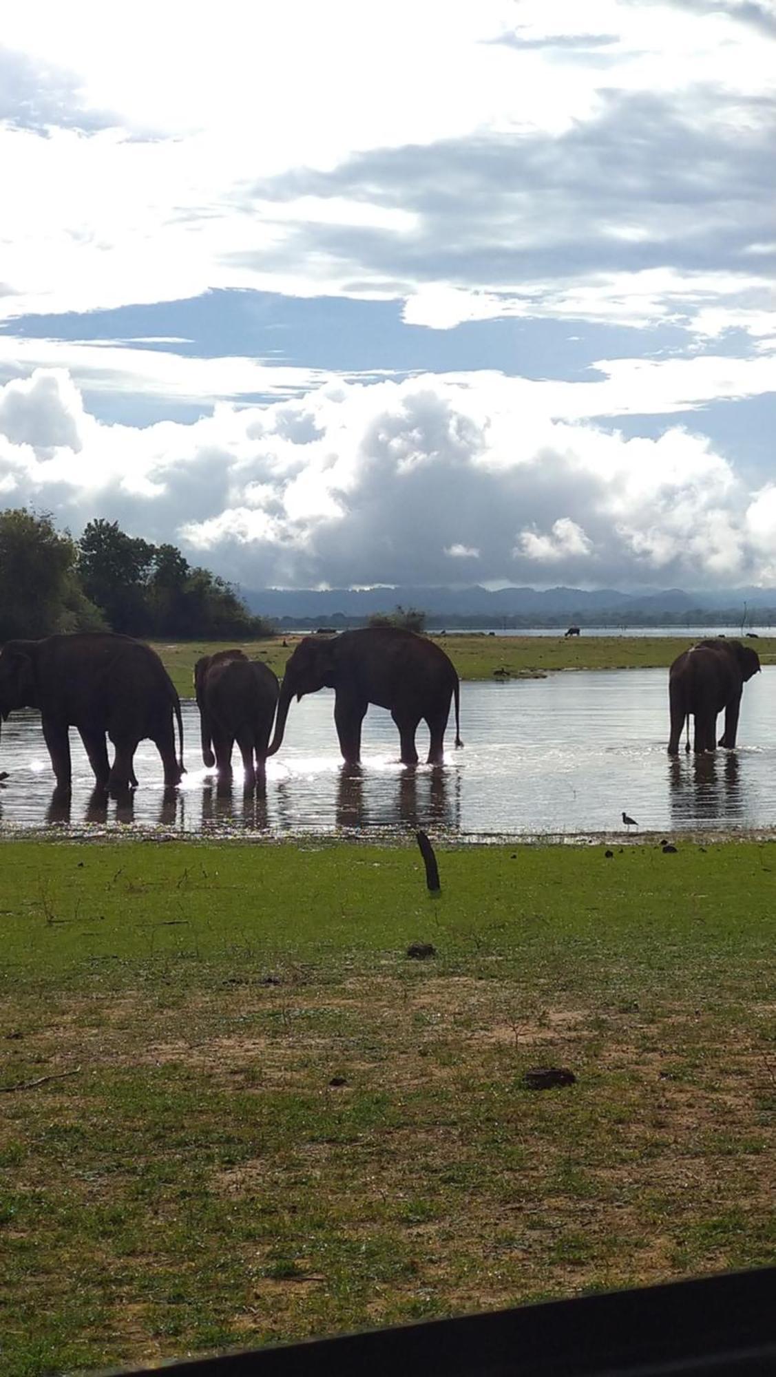 Udawalawa Safari Resort 达瓦拉维 外观 照片