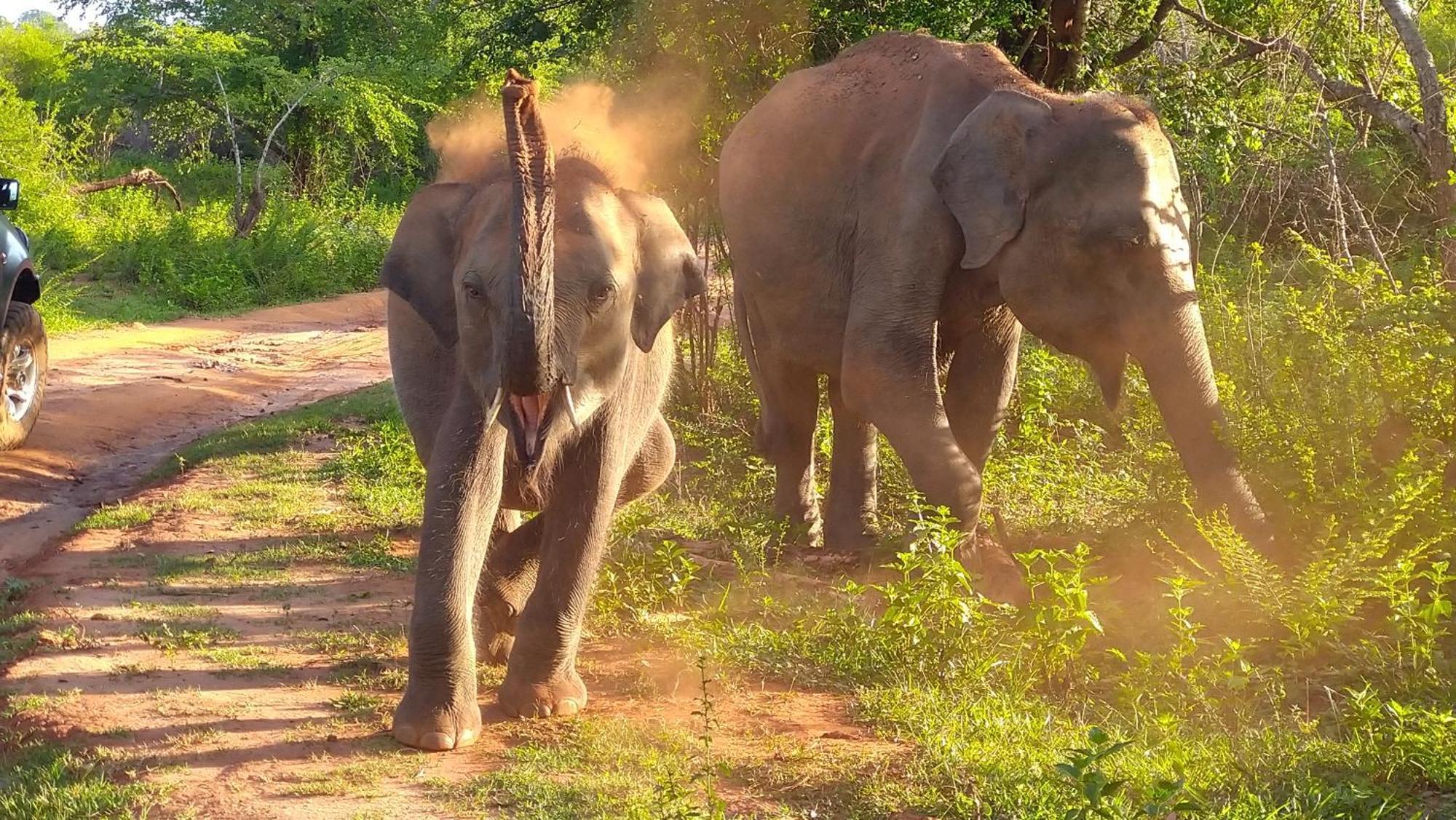 Udawalawa Safari Resort 达瓦拉维 外观 照片