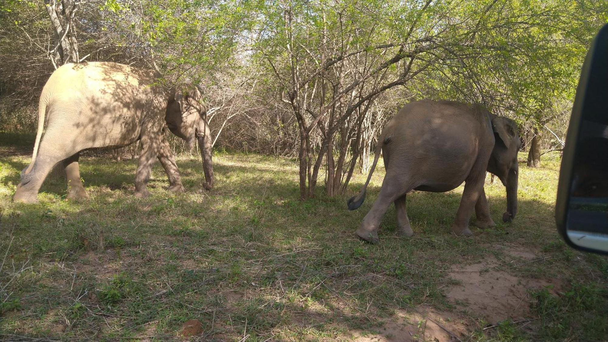 Udawalawa Safari Resort 达瓦拉维 外观 照片