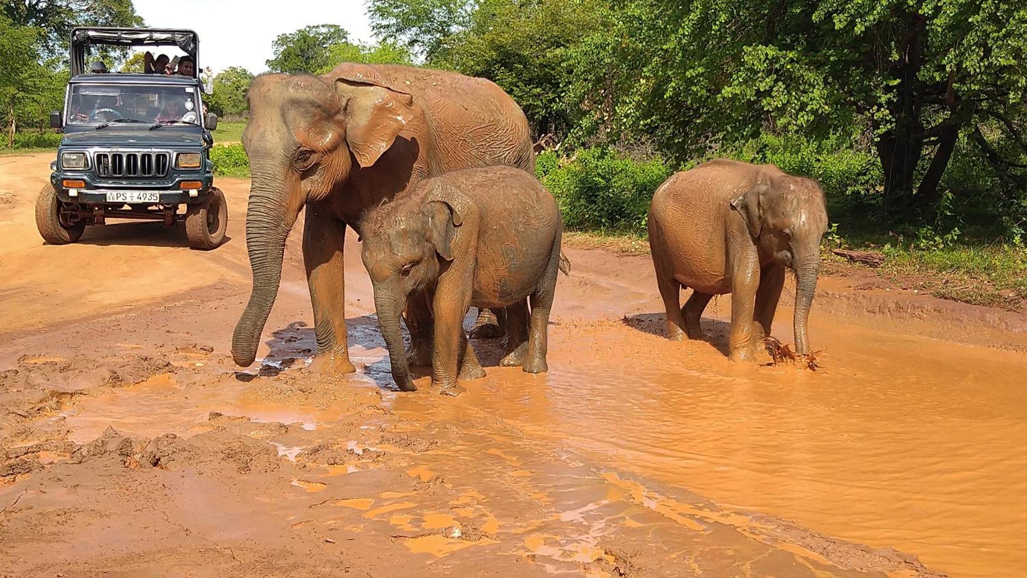 Udawalawa Safari Resort 达瓦拉维 外观 照片