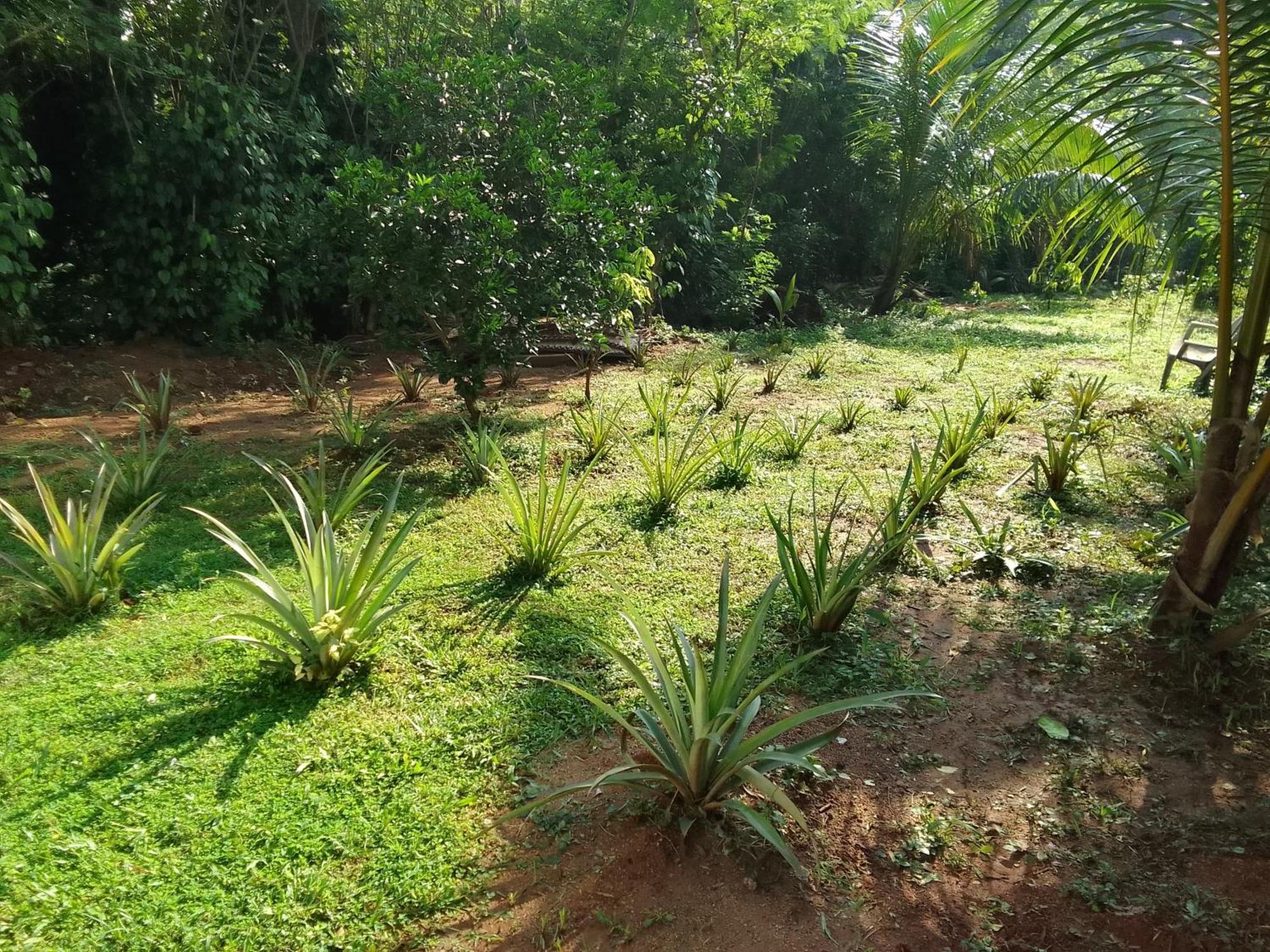 Udawalawa Safari Resort 达瓦拉维 外观 照片