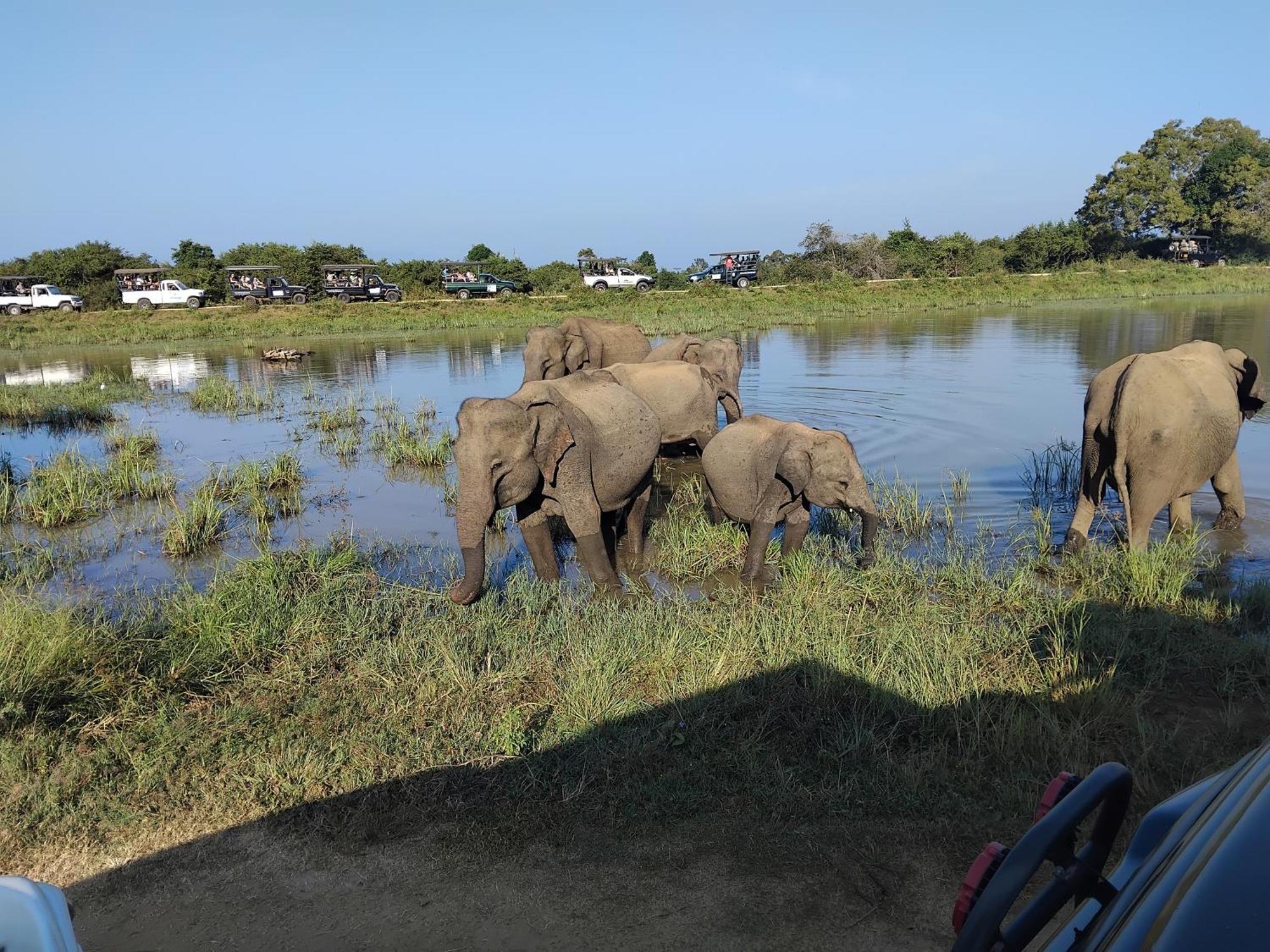Udawalawa Safari Resort 达瓦拉维 外观 照片