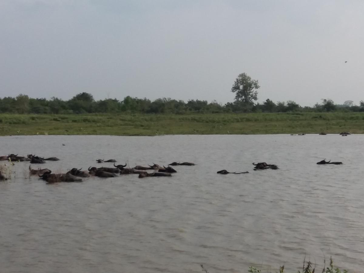 Udawalawa Safari Resort 达瓦拉维 外观 照片