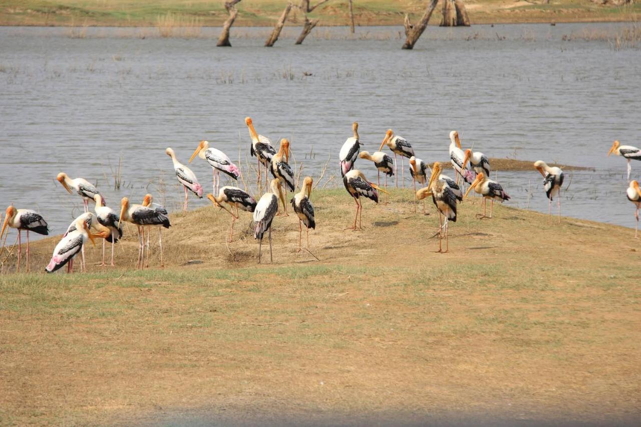 Udawalawa Safari Resort 达瓦拉维 外观 照片